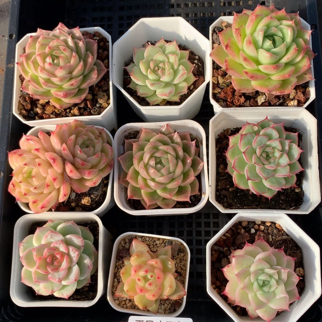 1209-17 套餐一组