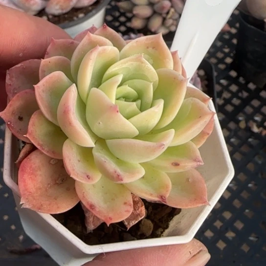 金****界298哈密瓜一物一拍多肉
