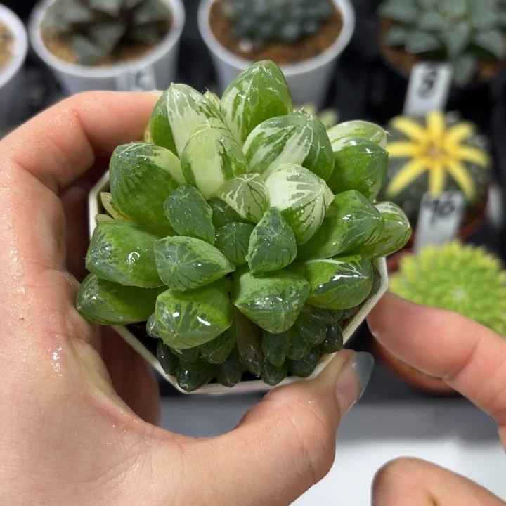 苏州玉露锦多肉植物