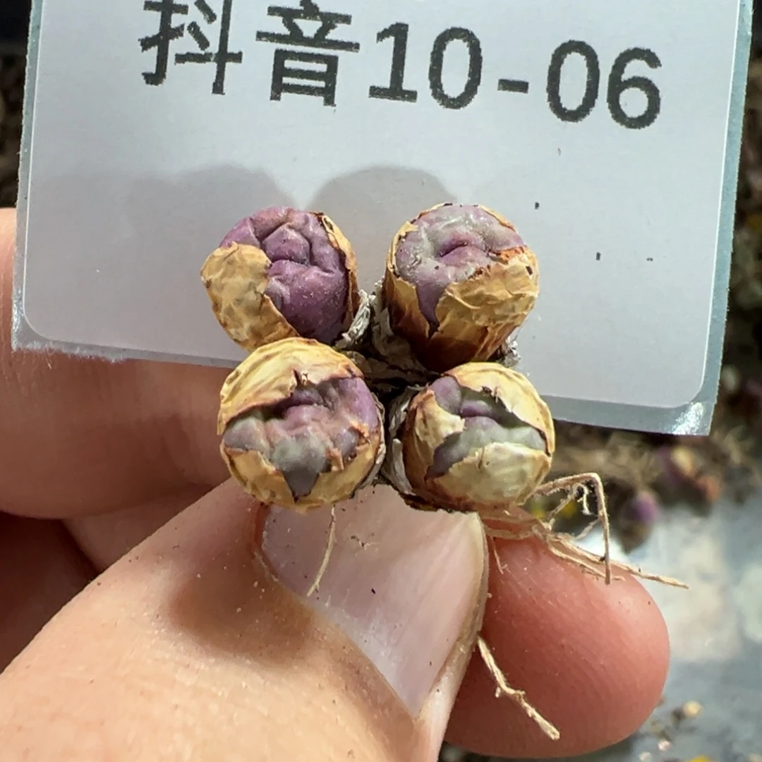 妞***妈10-06肉锥多肉植物