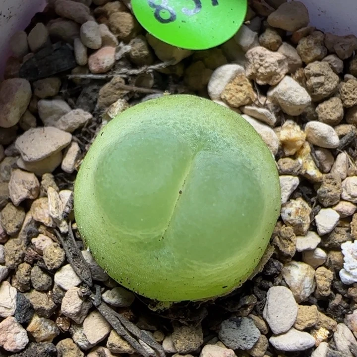 拉登1.58多肉植物837
