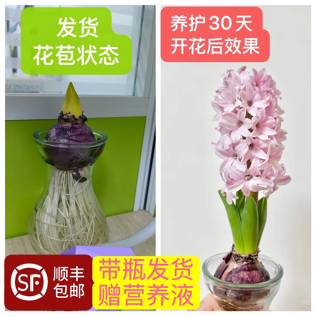次日达水培粉色风信子（30天左右开花，单拍不包邮）带瓶带芽带根发货好养易活鲜花今天买明天到顺丰送花上门