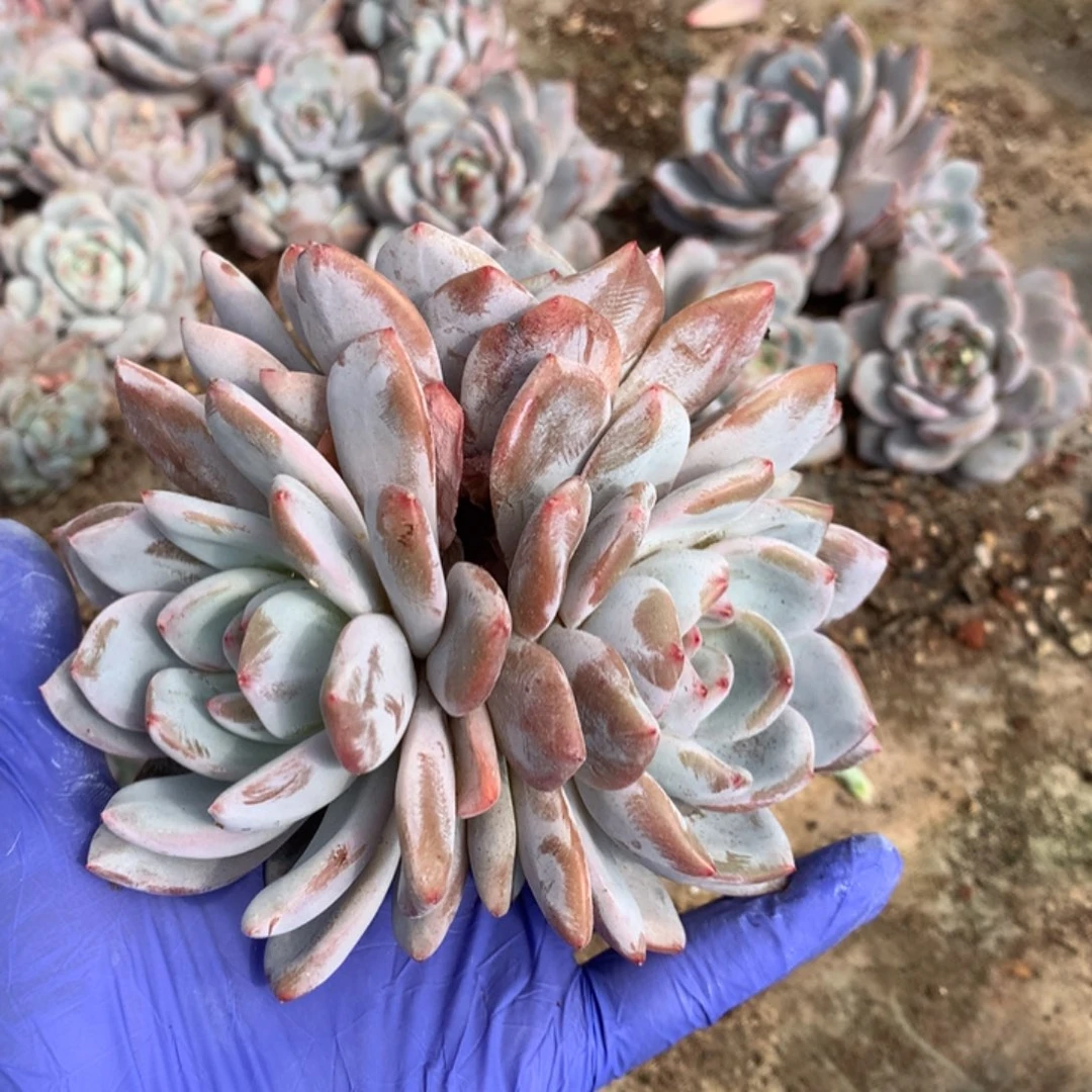 无花朵哈哈哈哈哈哈46