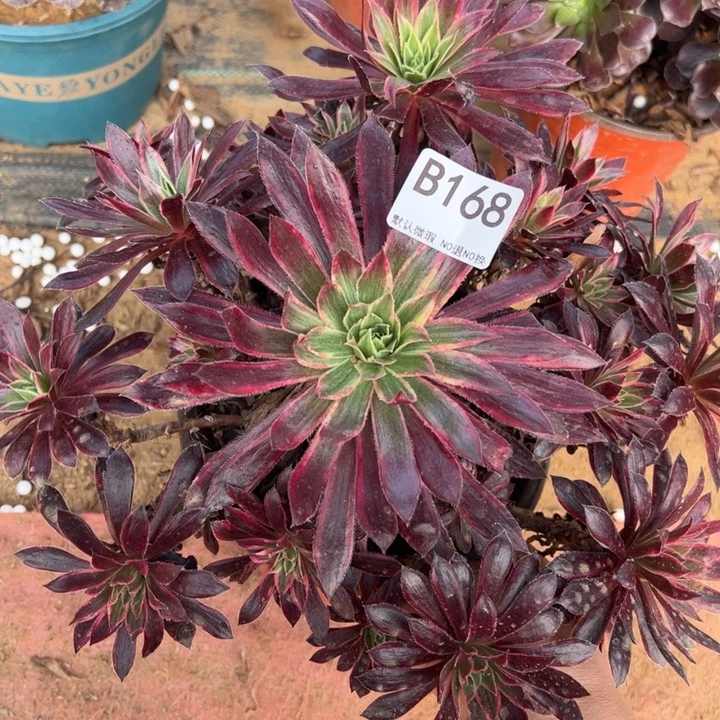 孔雀锦多肉植物168.