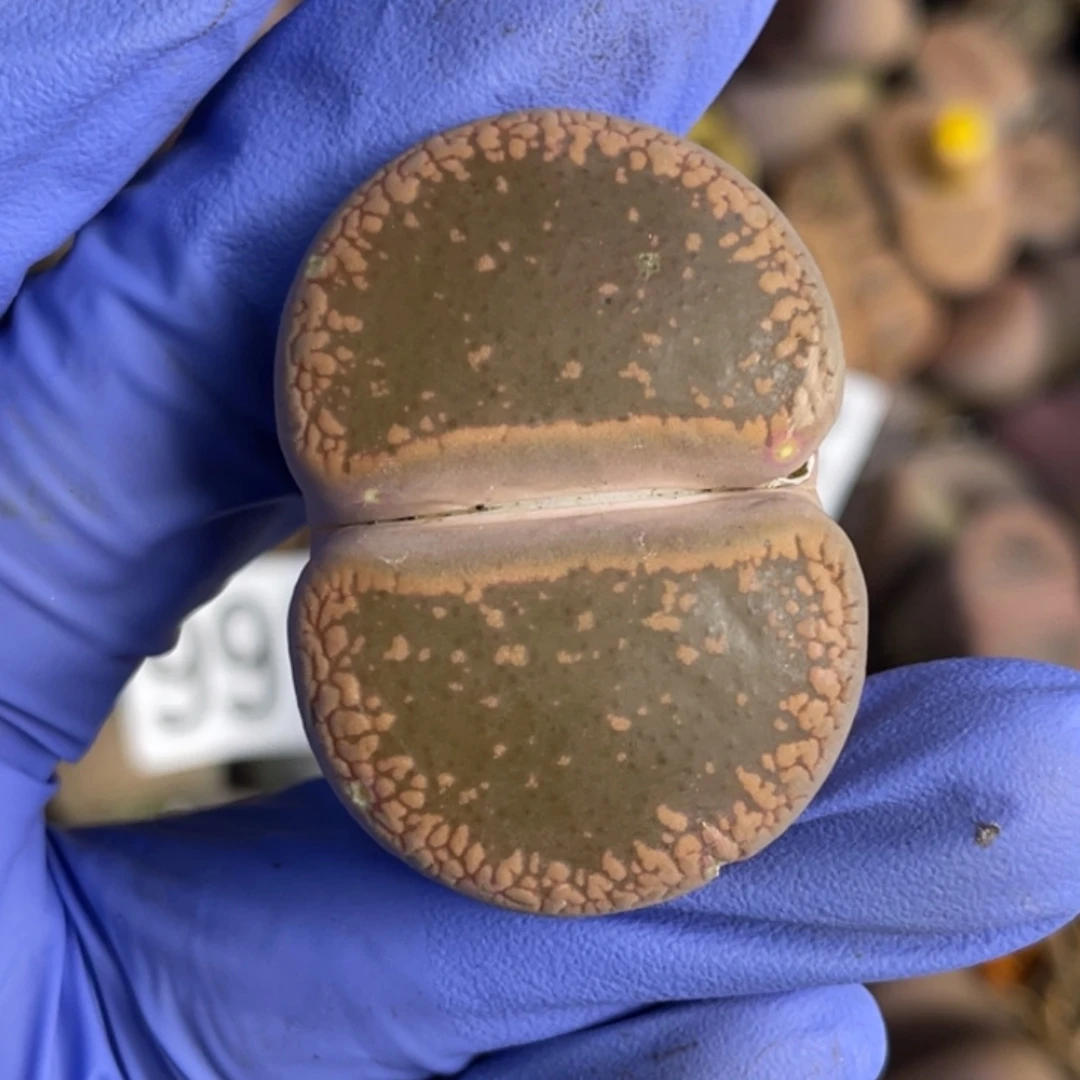 非偏远满20包邮011