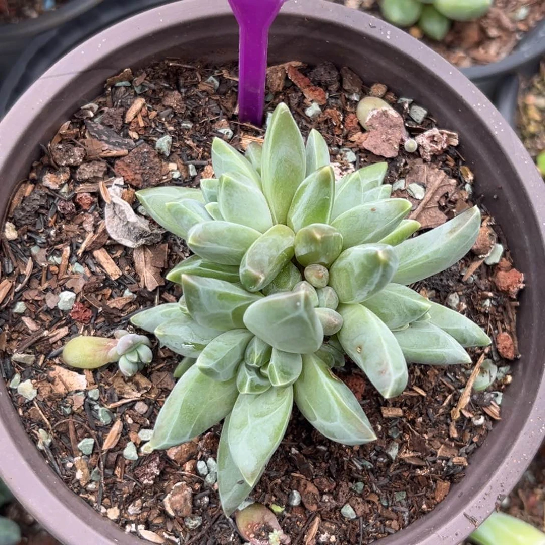 暗纹美人多肉植物120