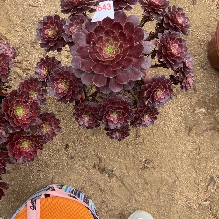 黑铜壶543多肉植物