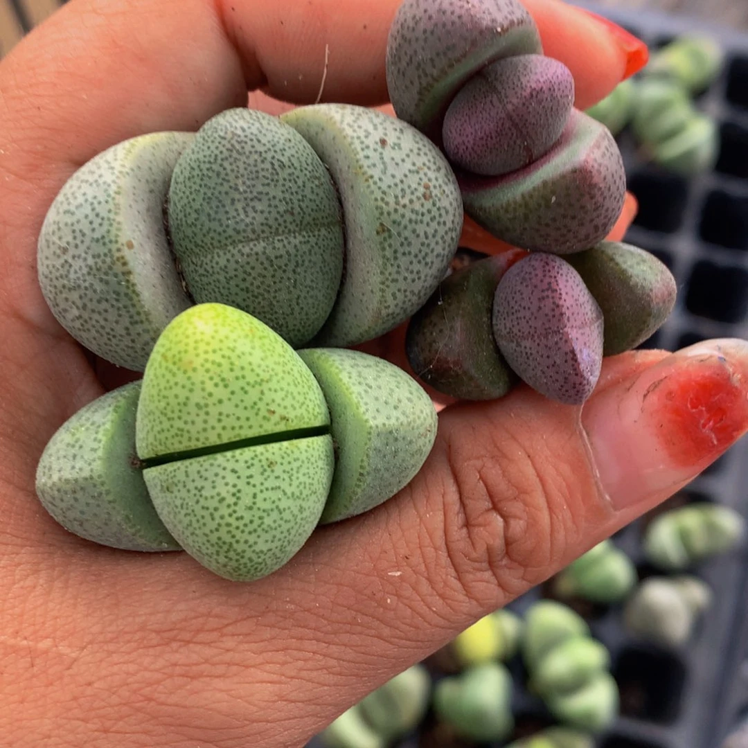 绿元宝2个 紫元宝2颗