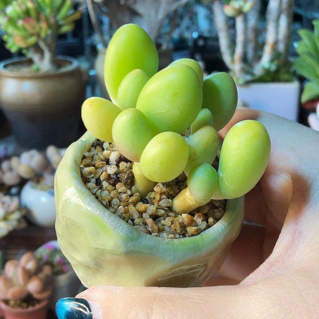 松***竹多肉植物的生长发育和生长发育
