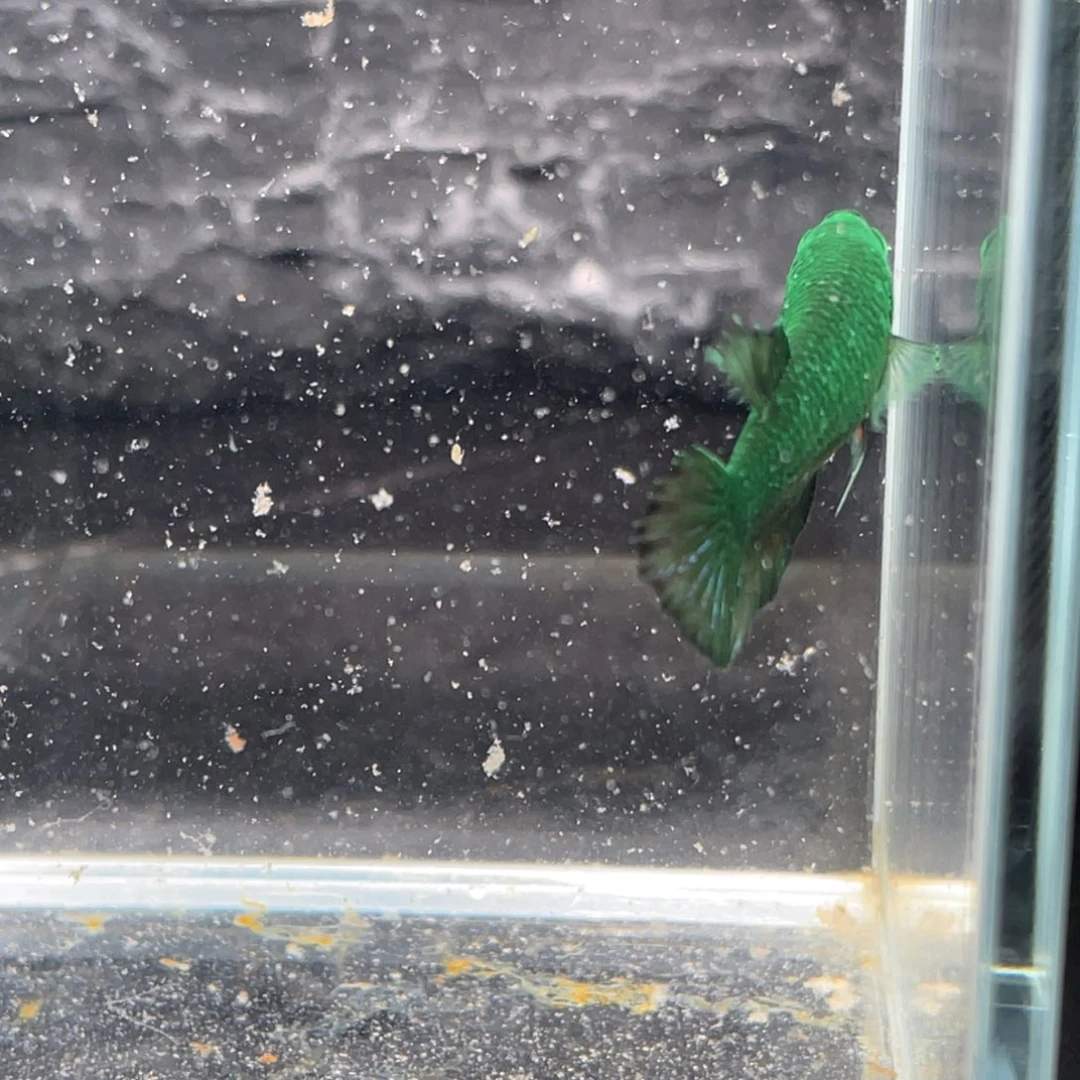 斗鱼绿魔将军母鱼