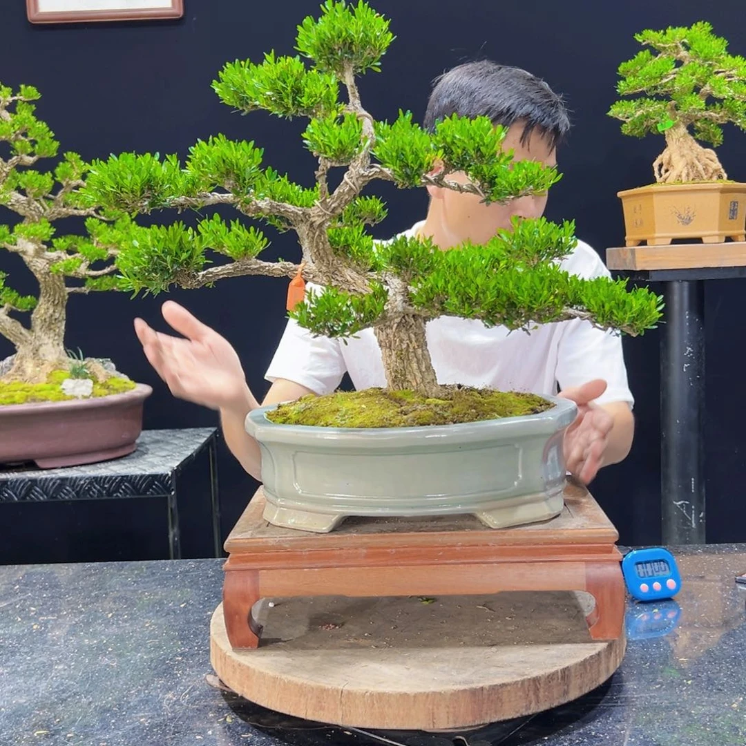 黄杨盆景老桩四季长青