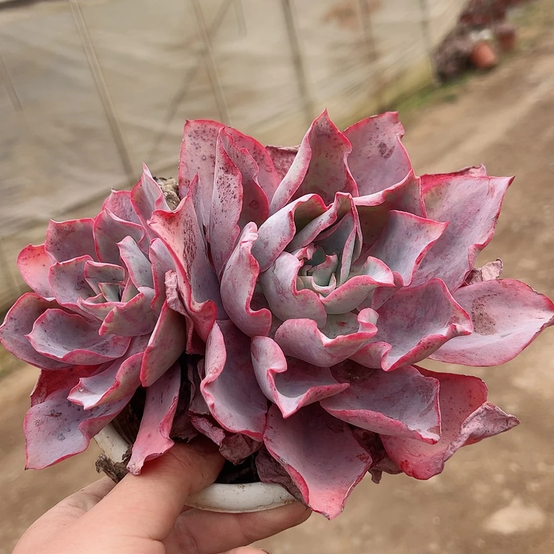 晚霞双头起大盆老桩