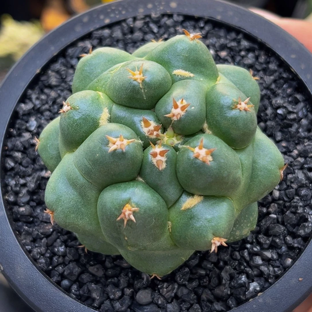 m海胆獠牙实生带盆