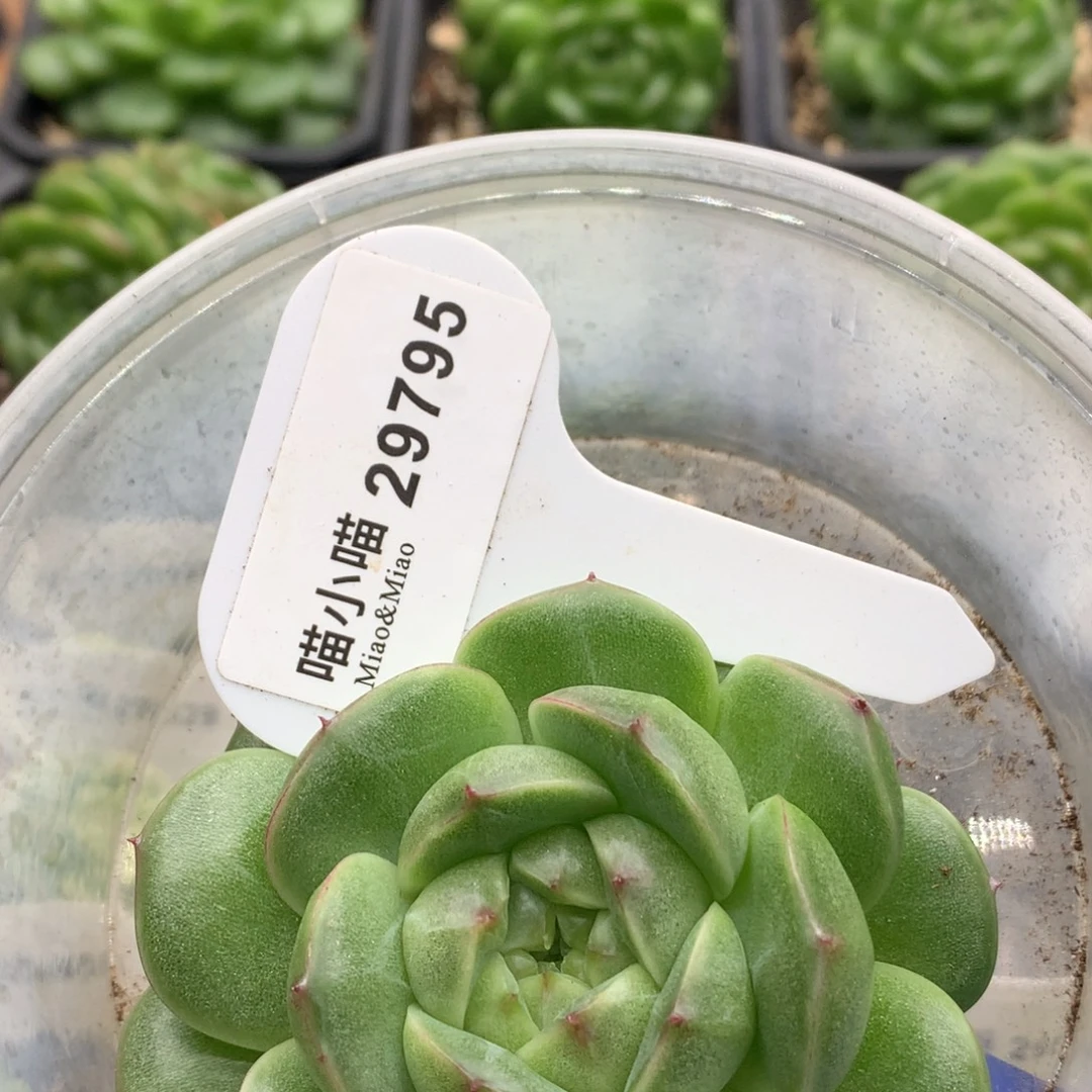 晨***x多肉植物杂交珍妮