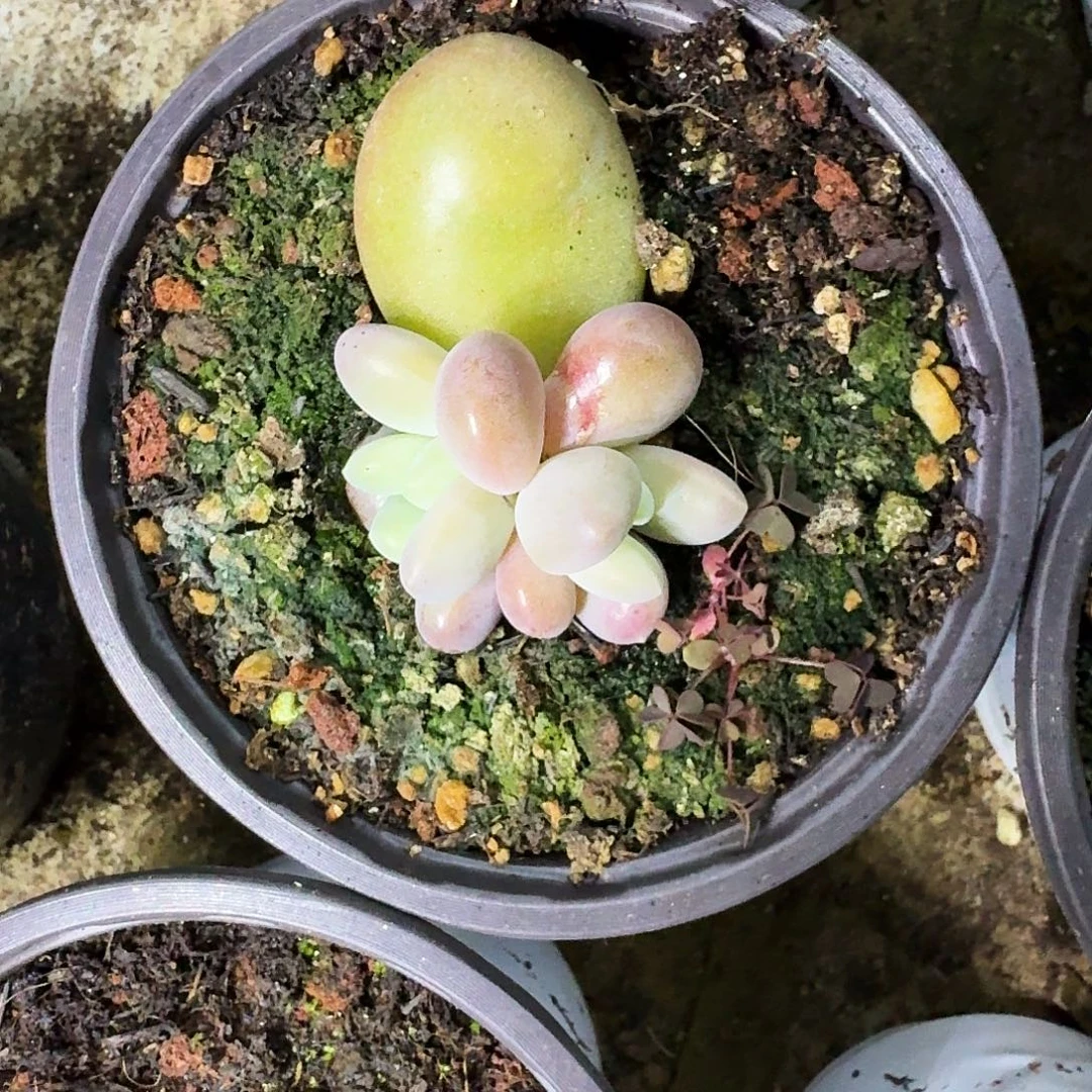 奶龙 叶插 一物一拍