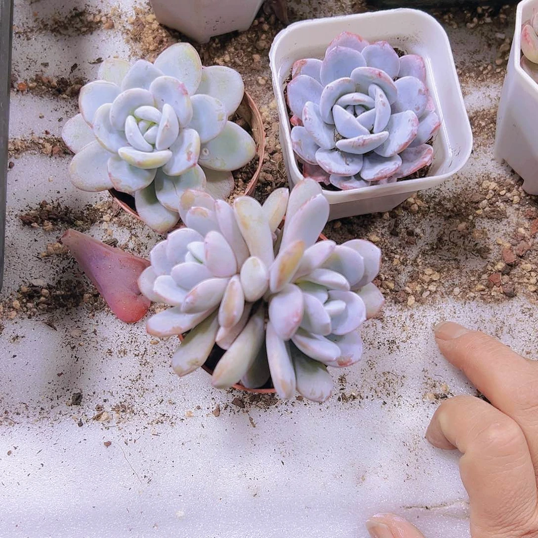 雪莲五十领域边上