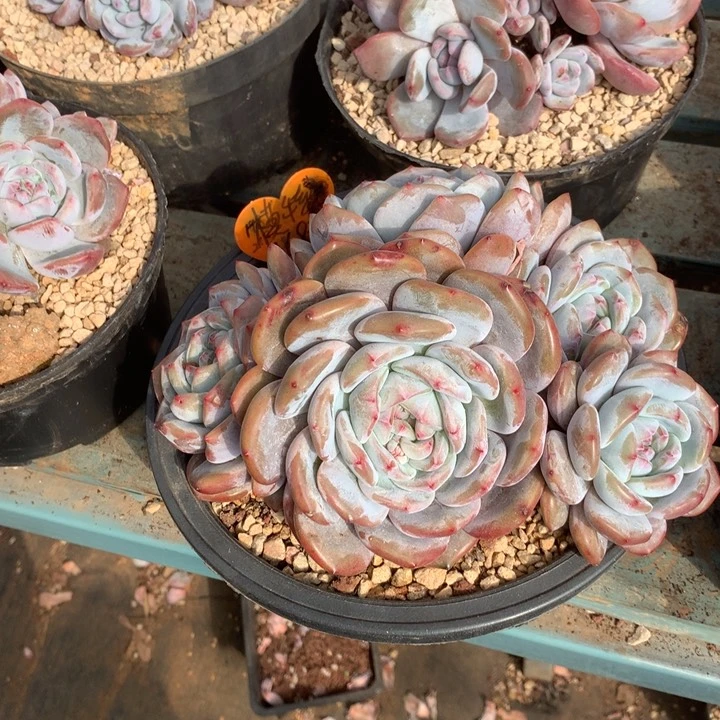 椰仁西米露花花花花花花花花