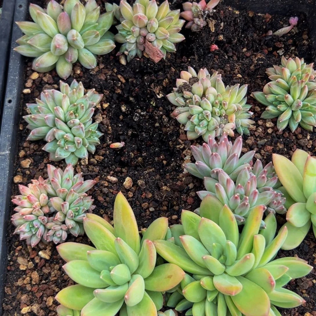 10颗美人系列多肉植物