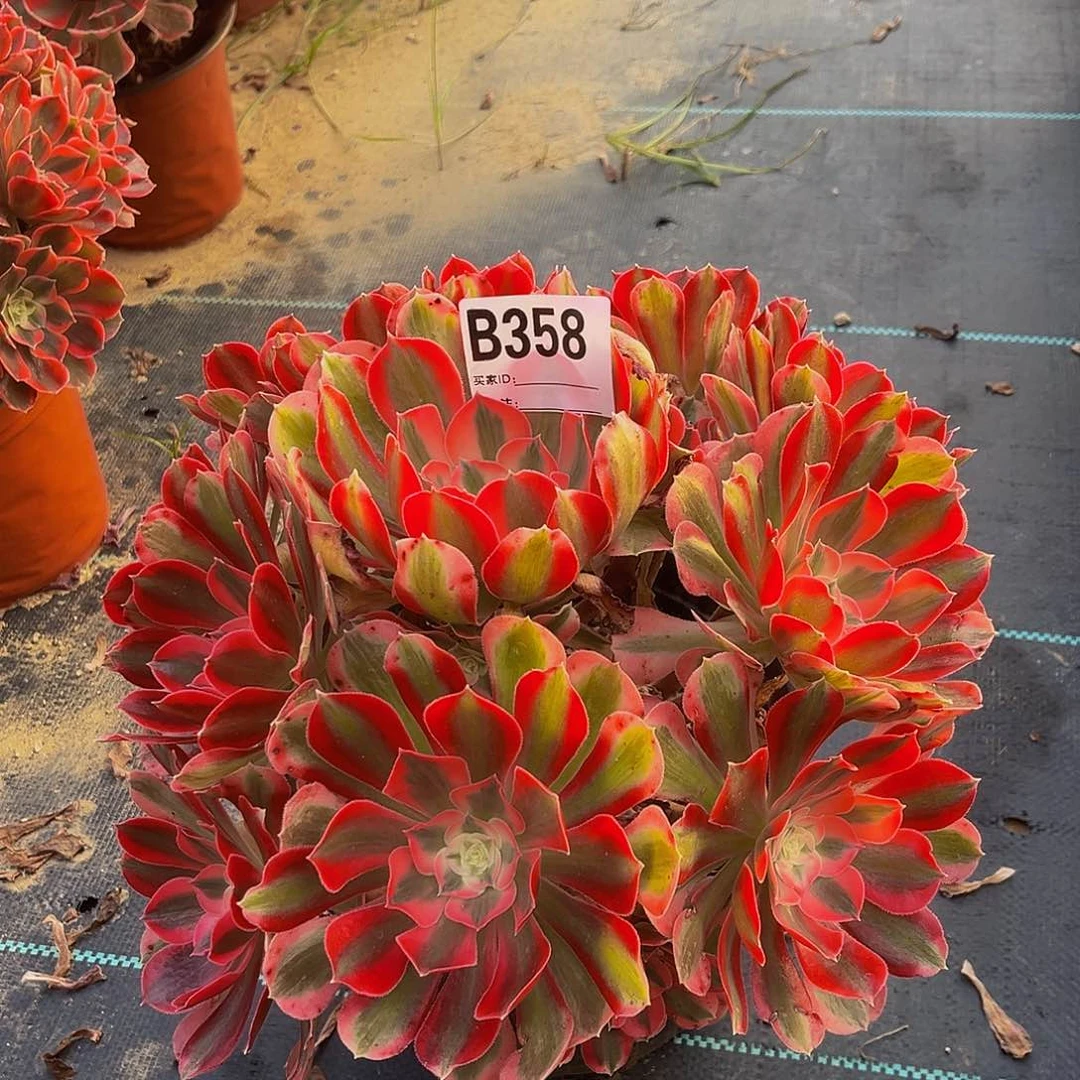 一****寒七彩石一物一拍358