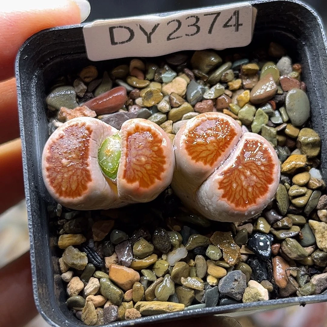 一物一拍红窗菊2374