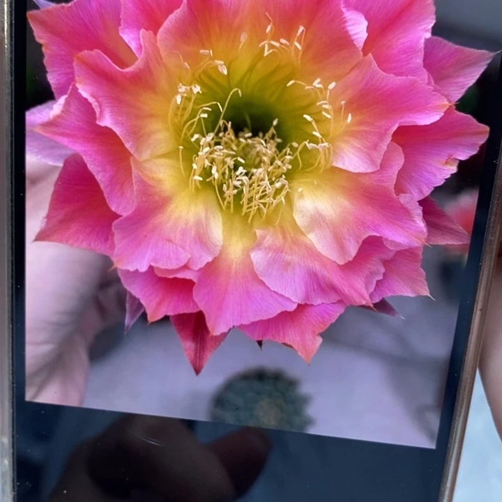 香香114号带根6公分左右