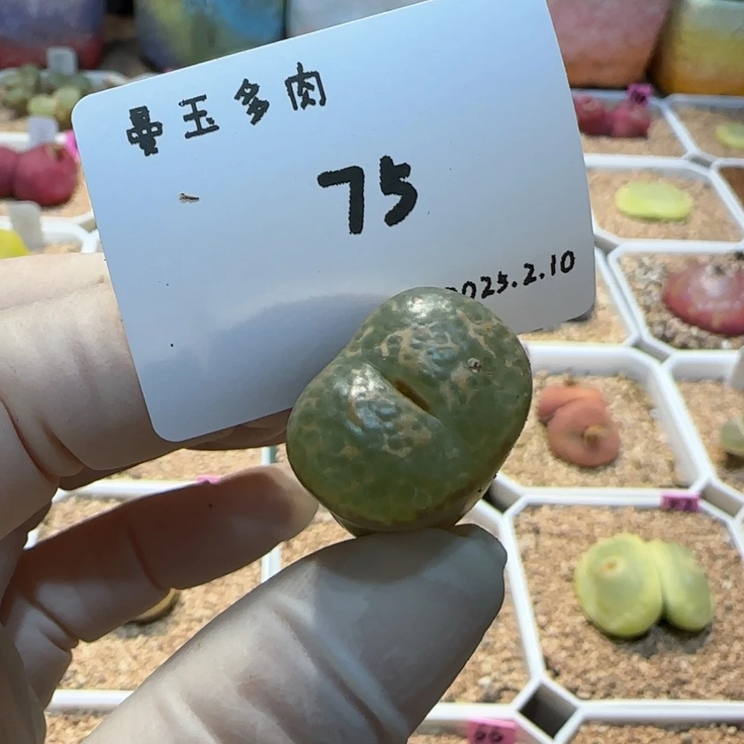 麦多肉多肉多肉2.10-075麦