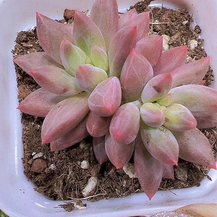 红里子19包邮多肉植物
