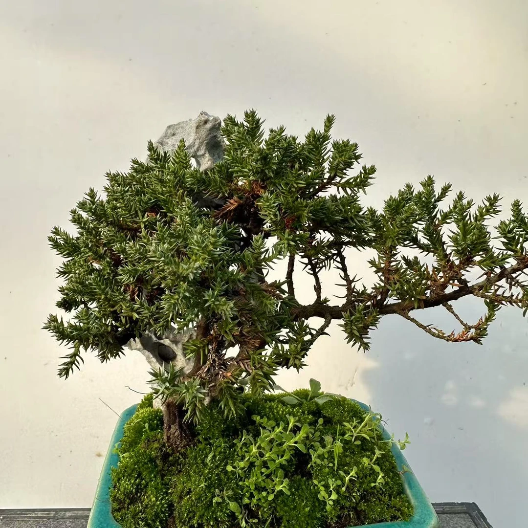 122# 精品附石新西兰珍珠柏盆景BL16