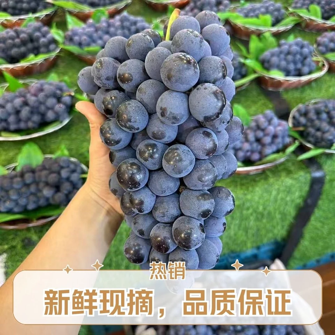 【顺丰次日达】新鲜采摘夏黑葡萄当季无籽葡萄爆甜爆汁1-5斤苏北江苏省