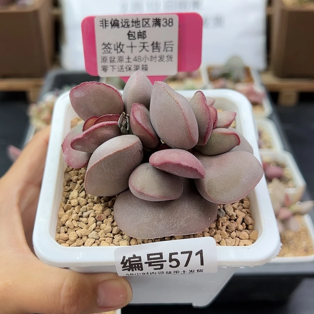 571白肌红蛋多肉