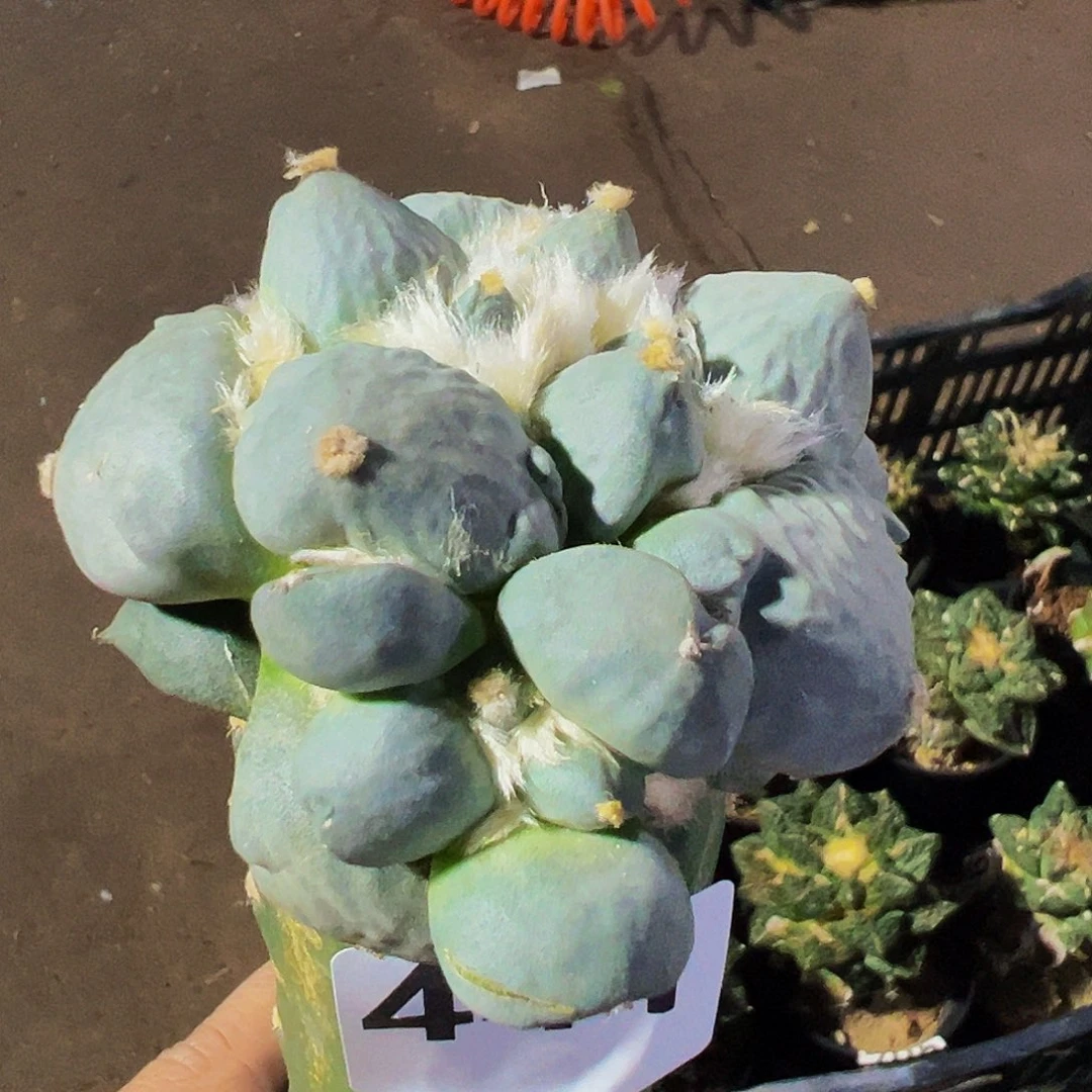 养***花无花朵福利蓝白青瓷蛋尤微瑕疵441