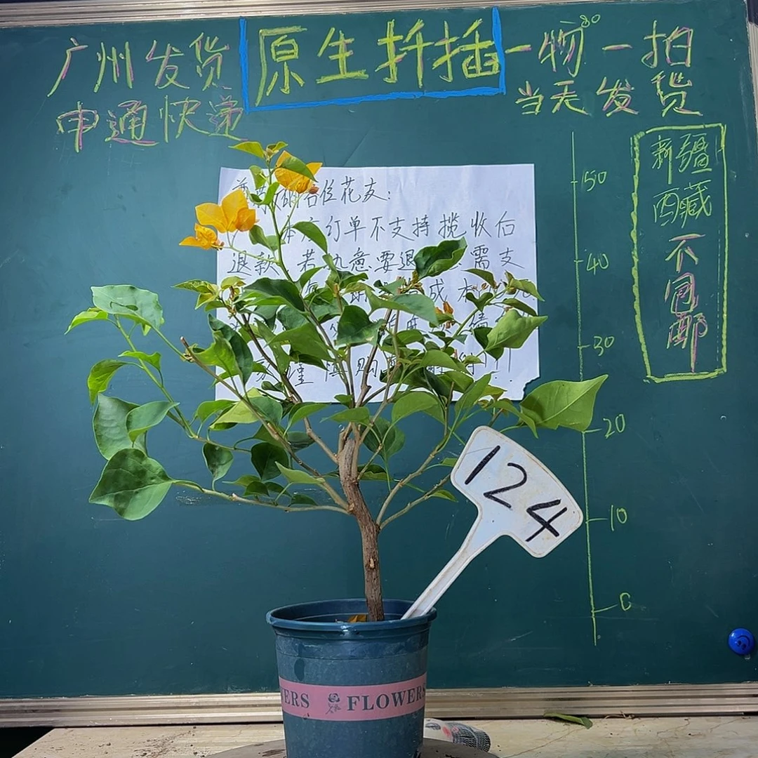 当前无花栽培后可以开花 柠檬黄 弯杆 124