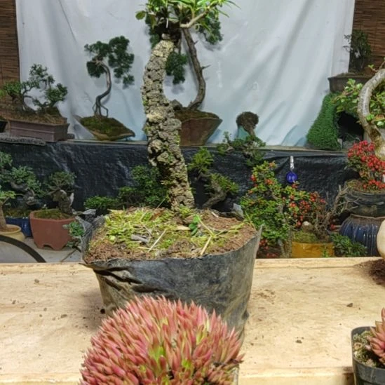 红果火棘果带盆发货白花