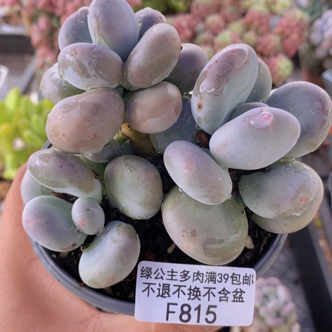 黄金大叶奶10cm815多肉植物