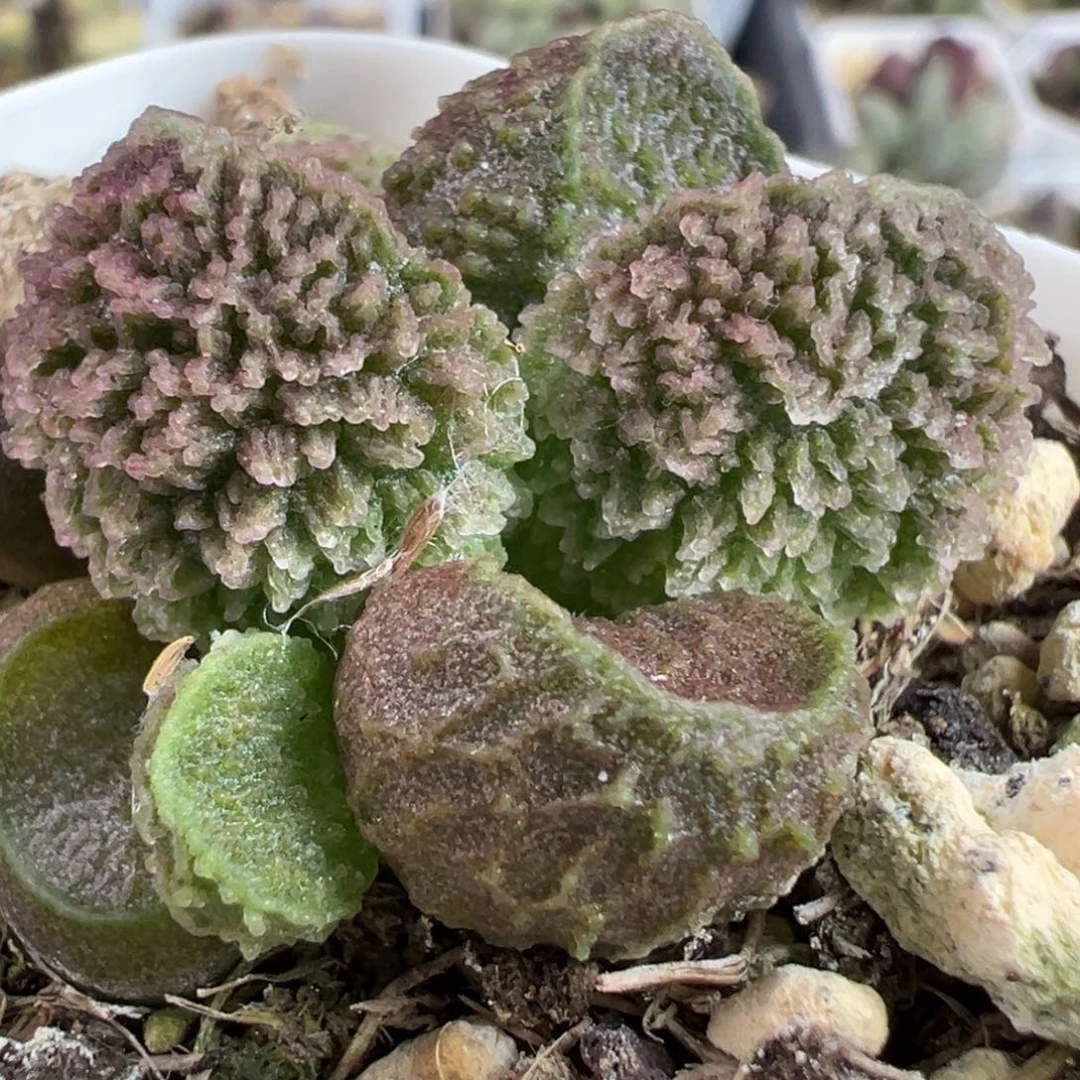 冰锥爆炸纹实生新品多肉植物