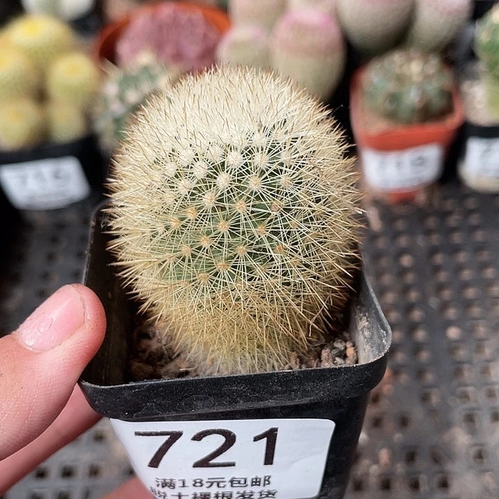 721仙人球开花植物