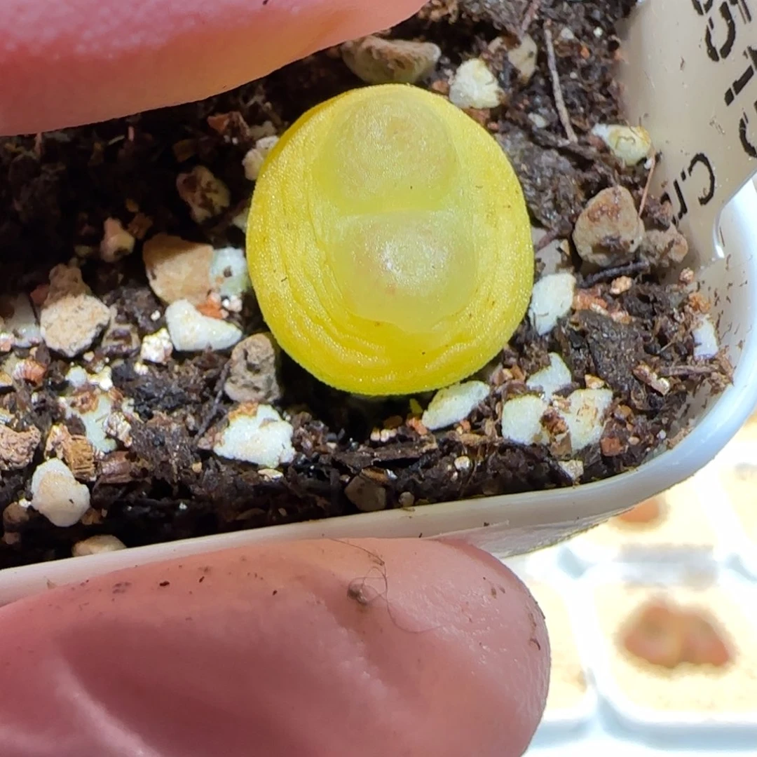 肉锥多肉植物百科-拉登sh1200、219