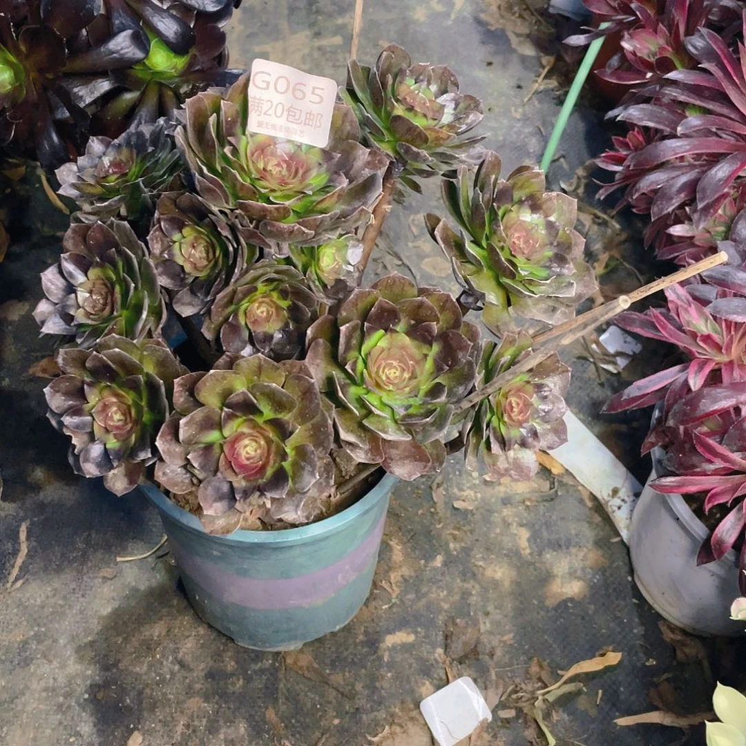 065黑魔有伤多肉法师