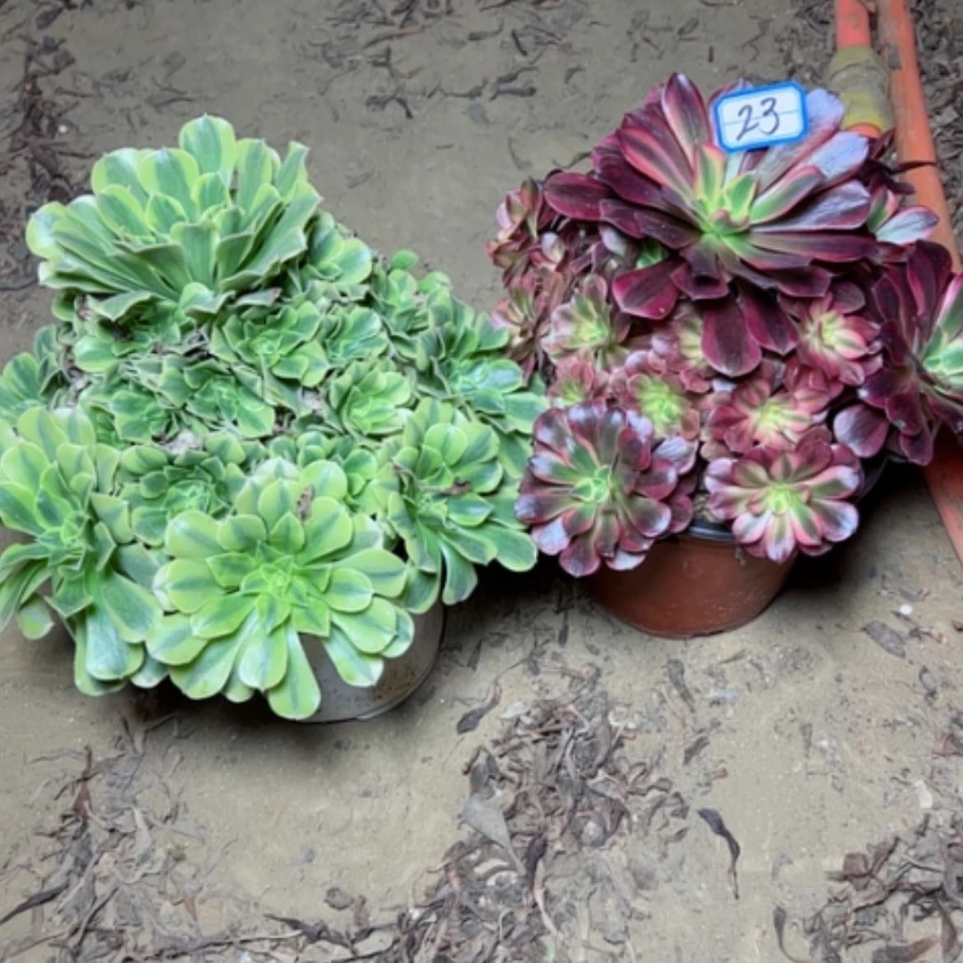 【闪购商品】两个23