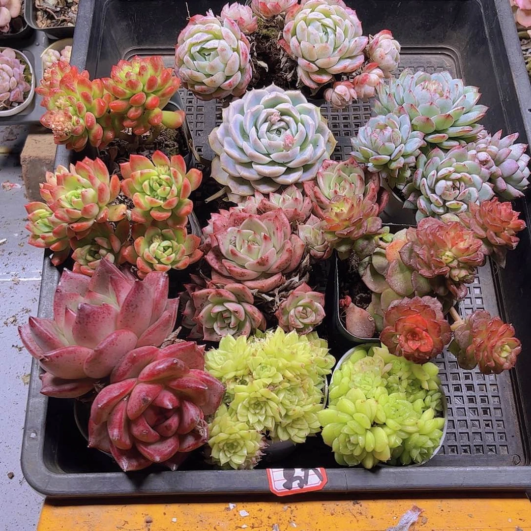 铁****年多肉组合一筐29.9