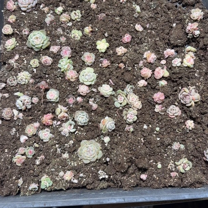 香***草34号王者系列多肉一盒