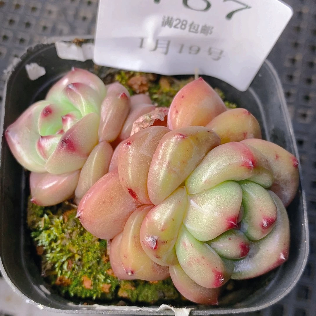 【闪购商品】云767