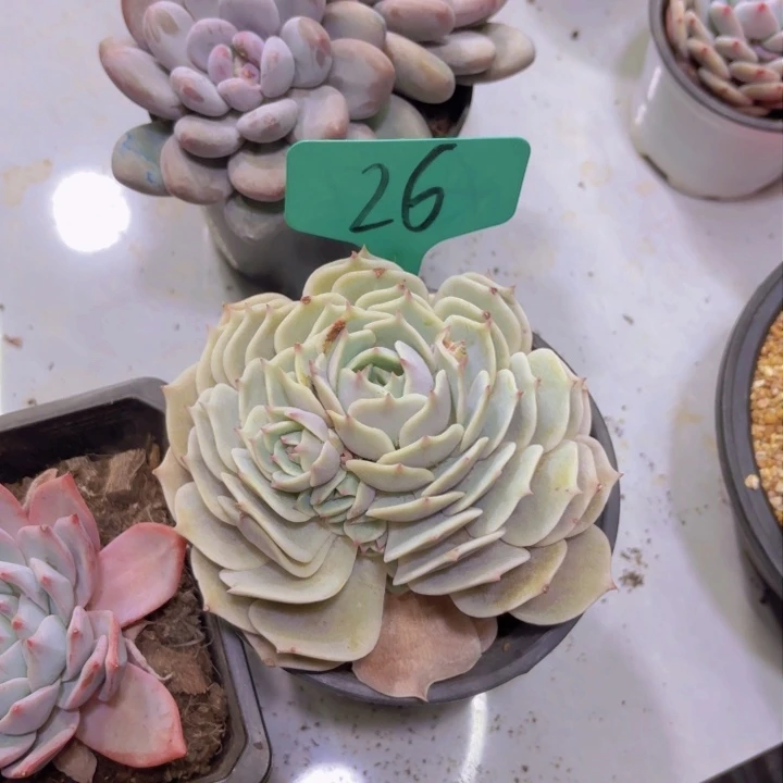 愚*鹤我的小可爱们都好可爱