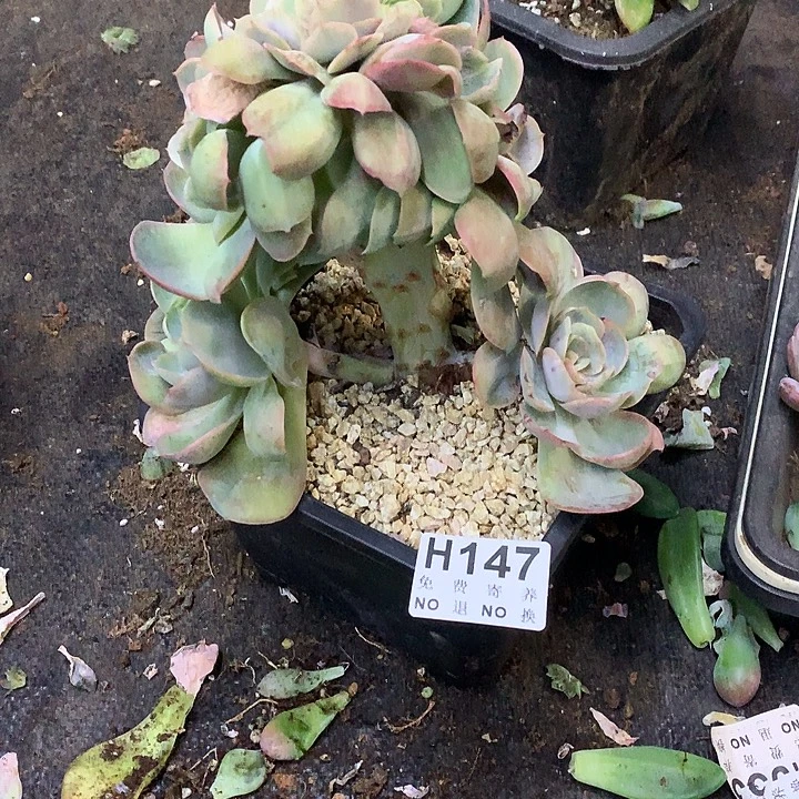 桃花坞缀化 非偏远38包邮节后发请联系客服