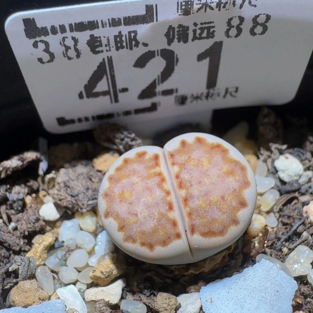 Ssss精品生石花421