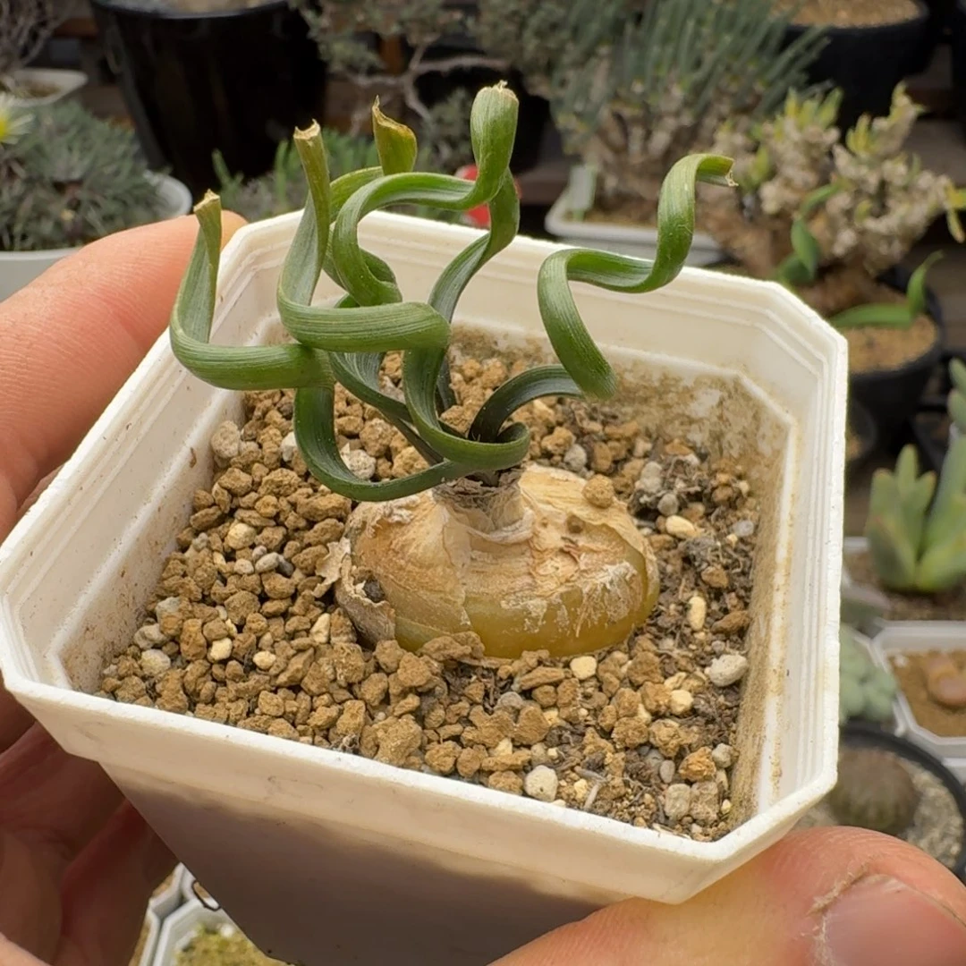 钢丝弹簧草剪过叶子多肉。