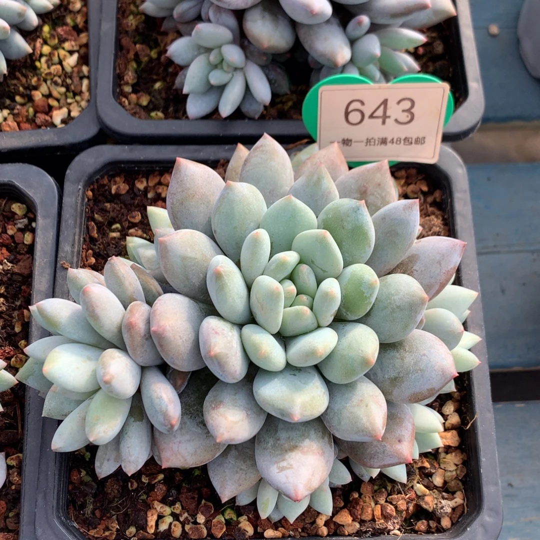 半夏无砍捧花一物一拍643