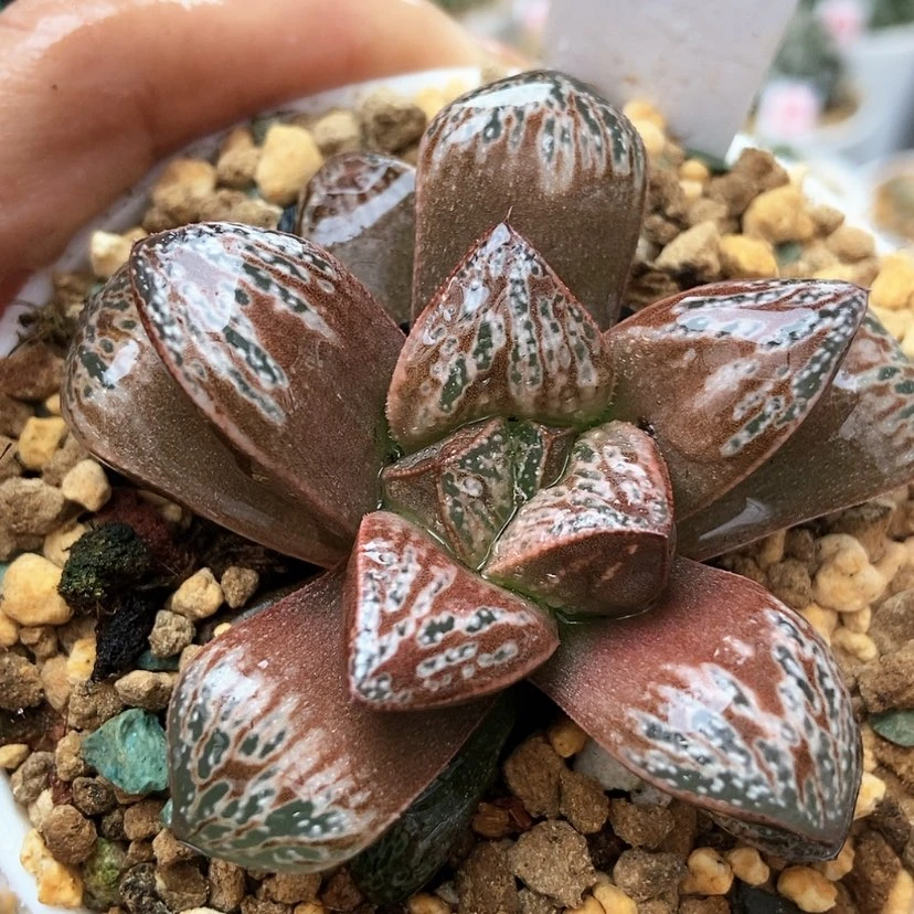 【闪购商品】印加玖瑰34