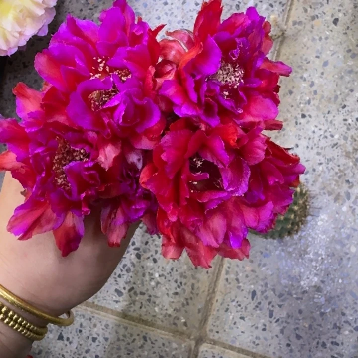 251彩草514.5歪无根侧牙4公分左右，20包邮