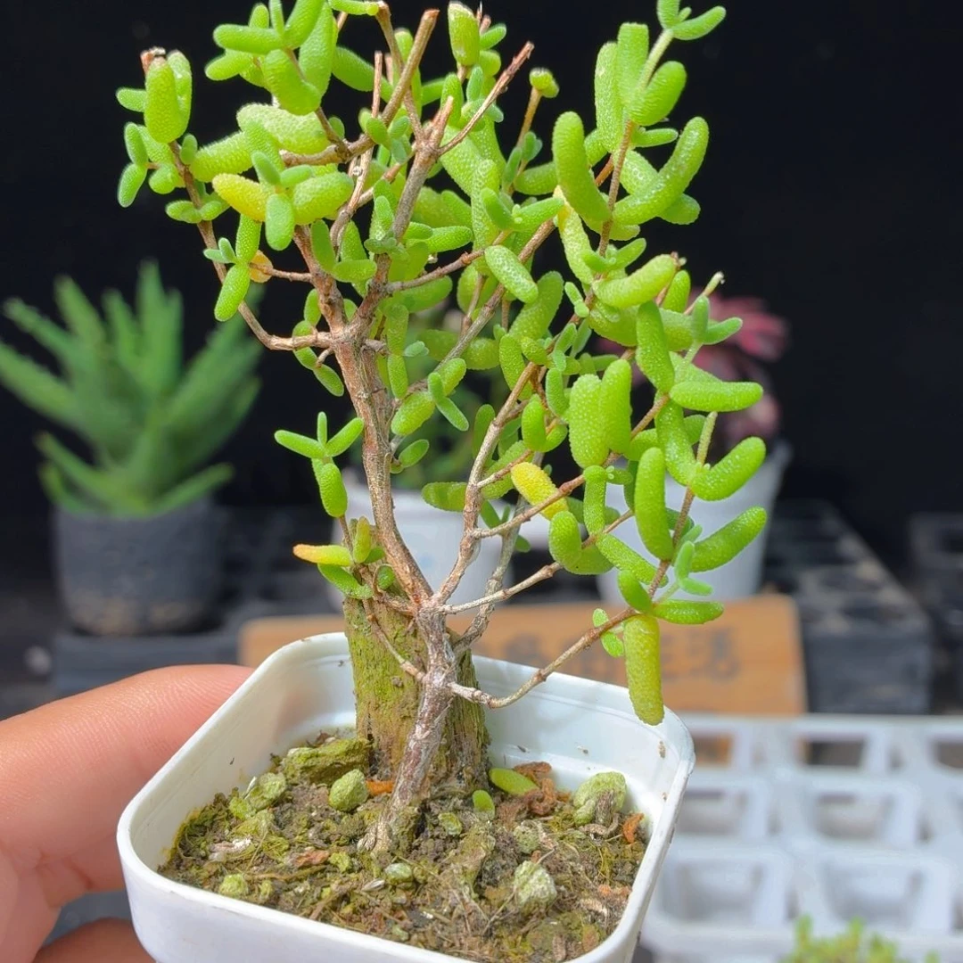 老桩糖球枝干多肉9.9包邮发货